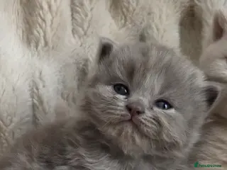 British Shorthair cats Beautiful champion GCCF British Shorthair Kittens - Advert 6