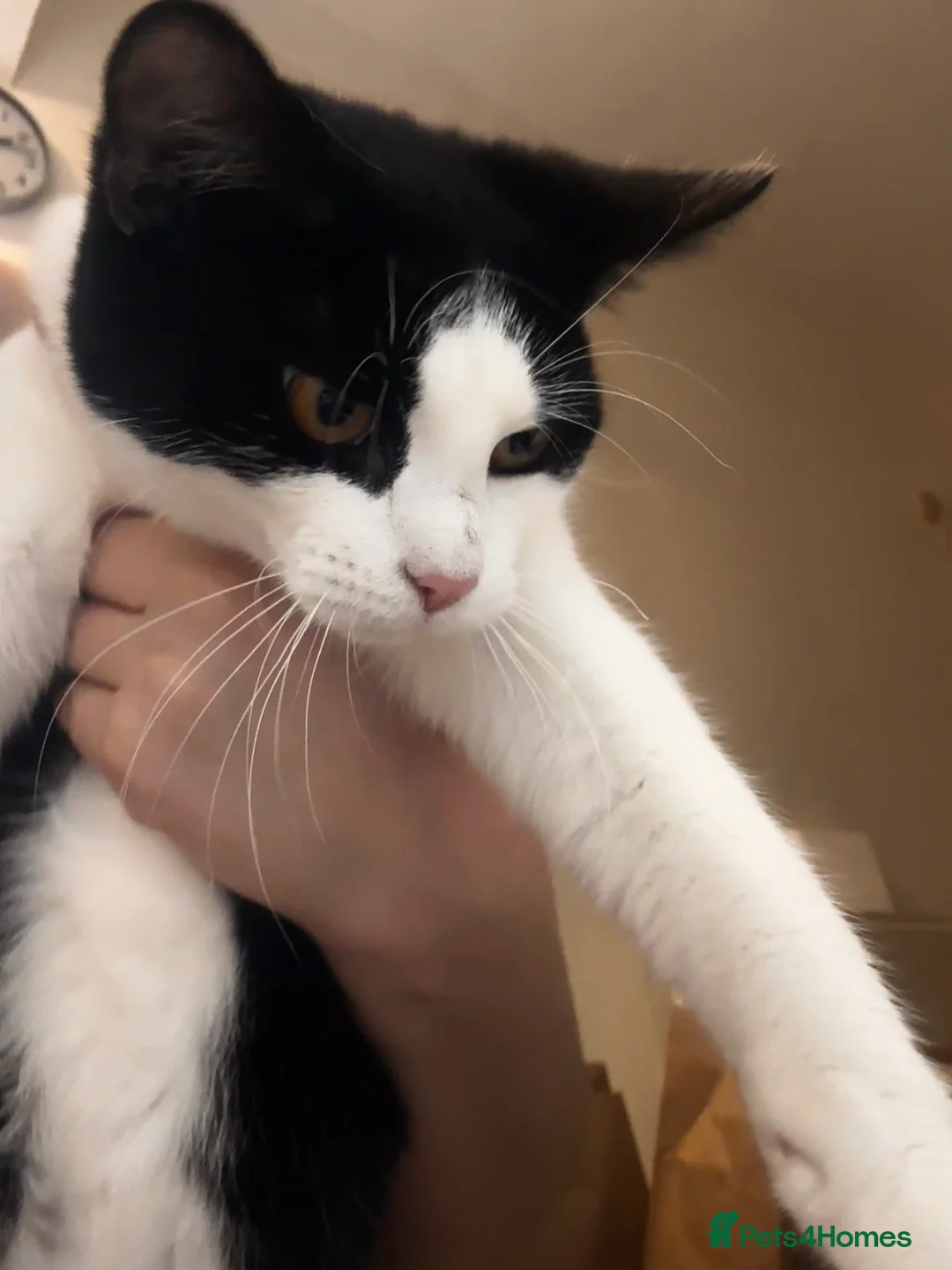 Mixed Breed cats for sale: Female Tuxedo Kitten - Advert 4