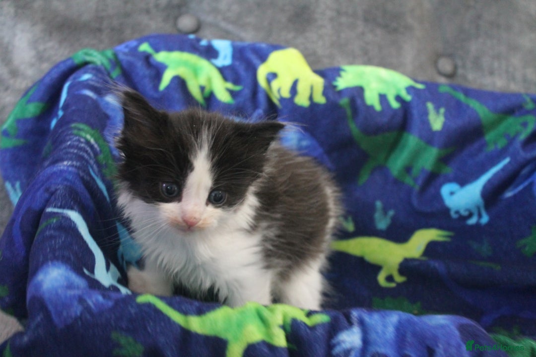 Ragdoll cats for sale: Ragdoll cross kittens - Advert 5