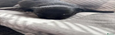 Chihuahua 4