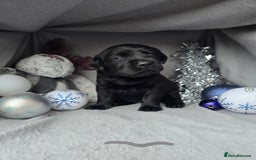 Labrador Retriever dogs for sale: Chunky cute lab pups for sale - Image 2