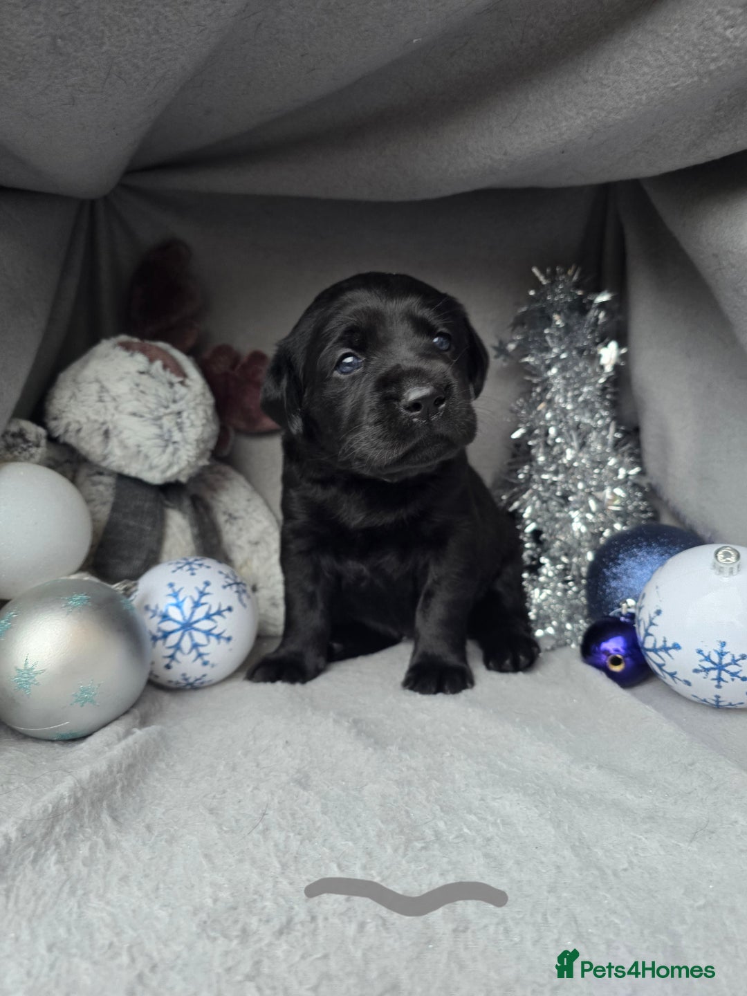 Labrador Retriever dogs for sale: Chunky cute lab pups for sale - Image 2