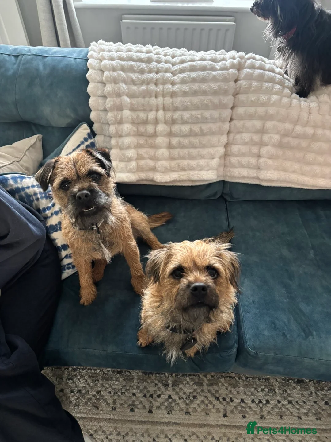 Border Terrier dogs for sale: Border terrier puppies  in Sleaford - Advert 2