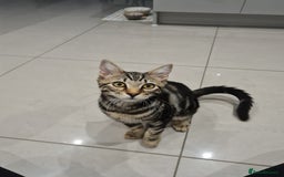 Mixed Breed cats for sale: Beautiful Male Tabby Kitten for Rehoming - Image 2