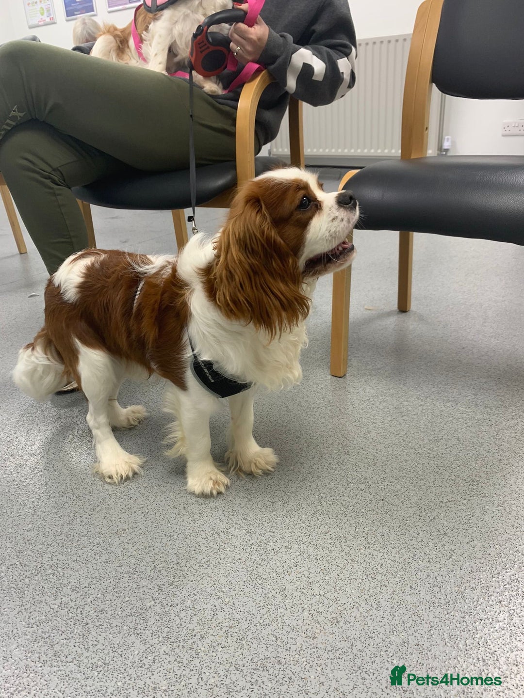 Cavapoo dogs for sale: Stunning F1 Cavapoo puppies, DNA tested parents  - Image 21