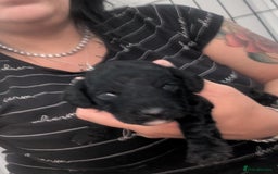 Miniature Poodle dogs for sale: Miniature poodles  - Image 2