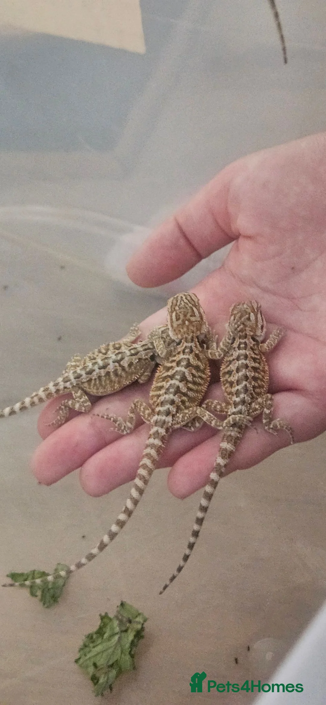 Bearded Dragon reptiles for sale: Baby bearded dragons citrus cross - Advert 1