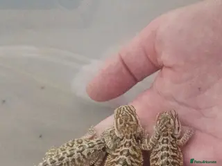 Bearded Dragon reptiles Baby bearded dragons citrus cross - Advert 1