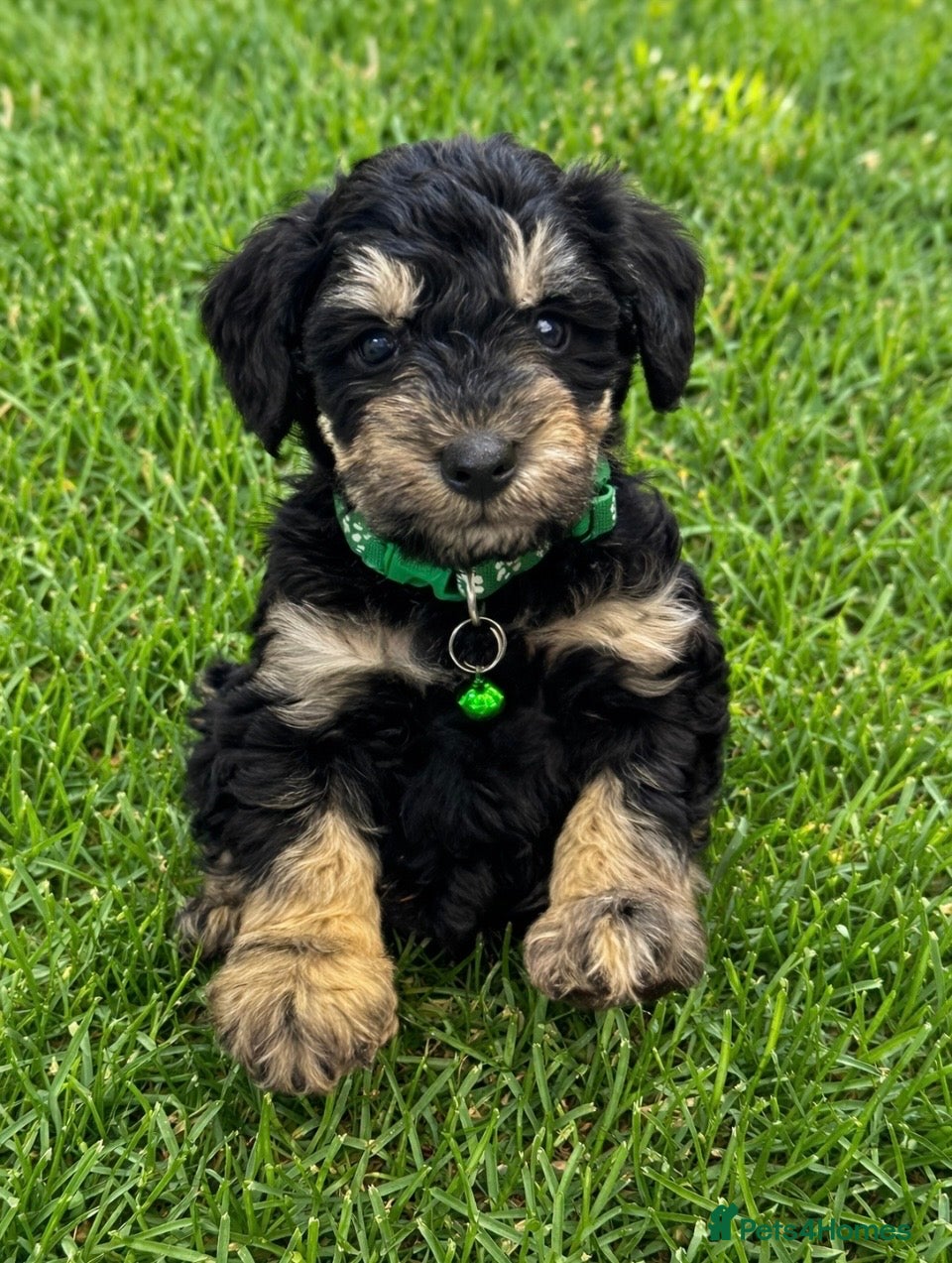 Schnoodle dogs F1 SCHNOODLE PUPPIES - Advert 2