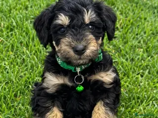 Schnoodle dogs F1 SCHNOODLE PUPPIES - Advert 2