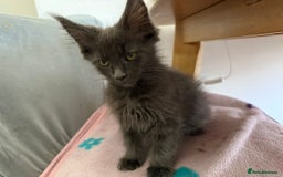 Maine Coon cats for sale: Little kittens  - Image 3