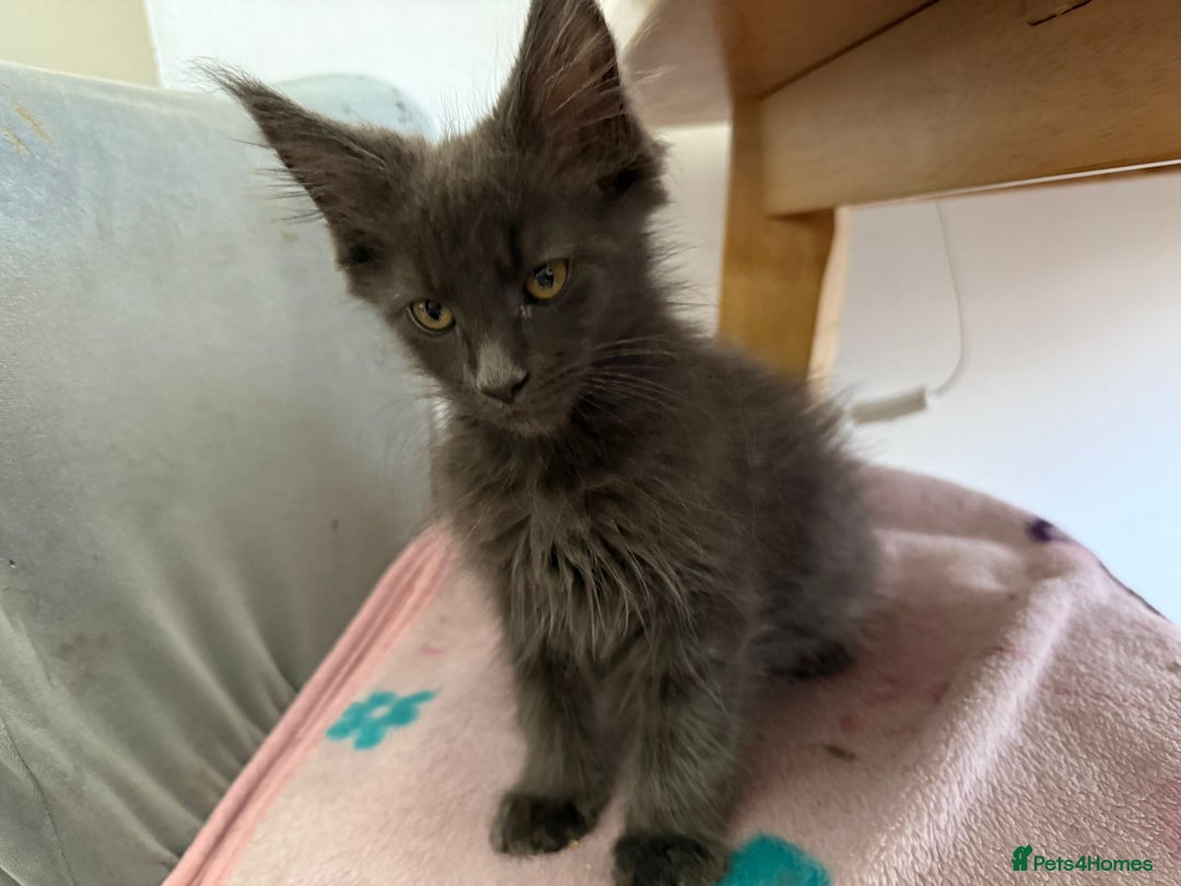 Maine Coon cats for sale: Little kittens  - Image 3