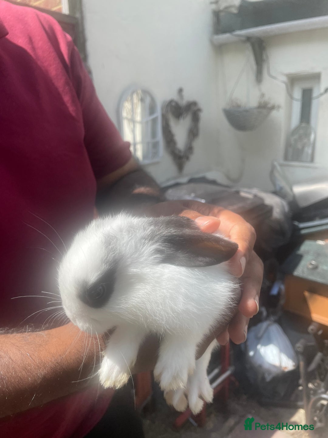 Mixed Breed rabbits for sale: Mixed breed baby rabbits  - Image 3