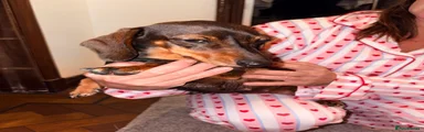 Miniature Dachshund 7