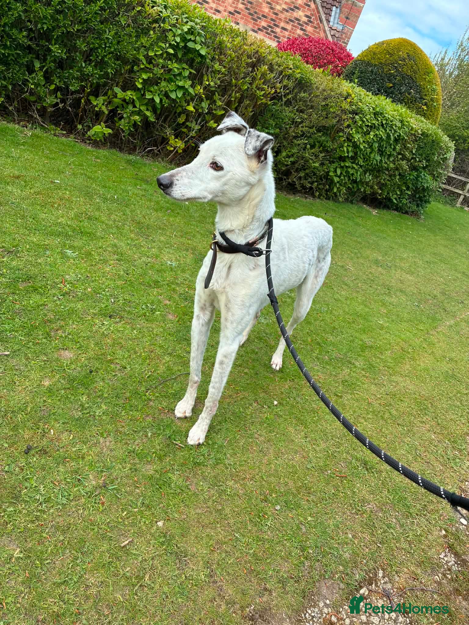 Mixed Breed dogs for sale: Whippet x collie  in Scarborough - Advert 2
