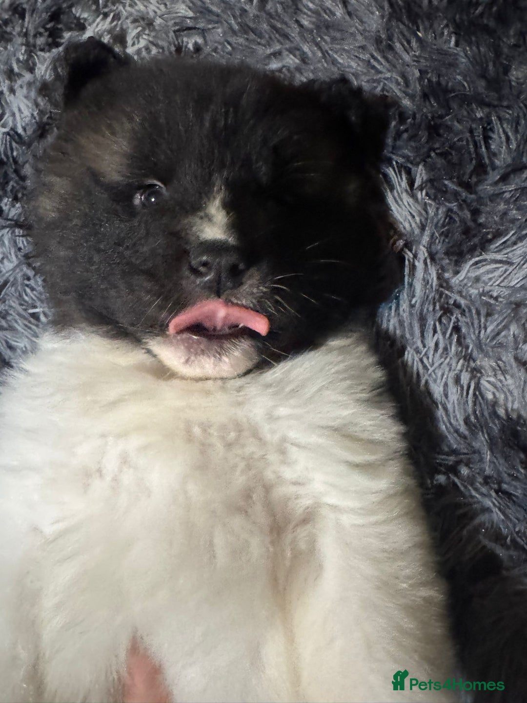 Akita dogs for sale: Bear faced American akitas puppies  - Advert 20