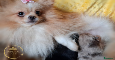 Pomeranian dogs  KC Teddy Face Merle, Black Exquisite Petite Girls - Advert 1