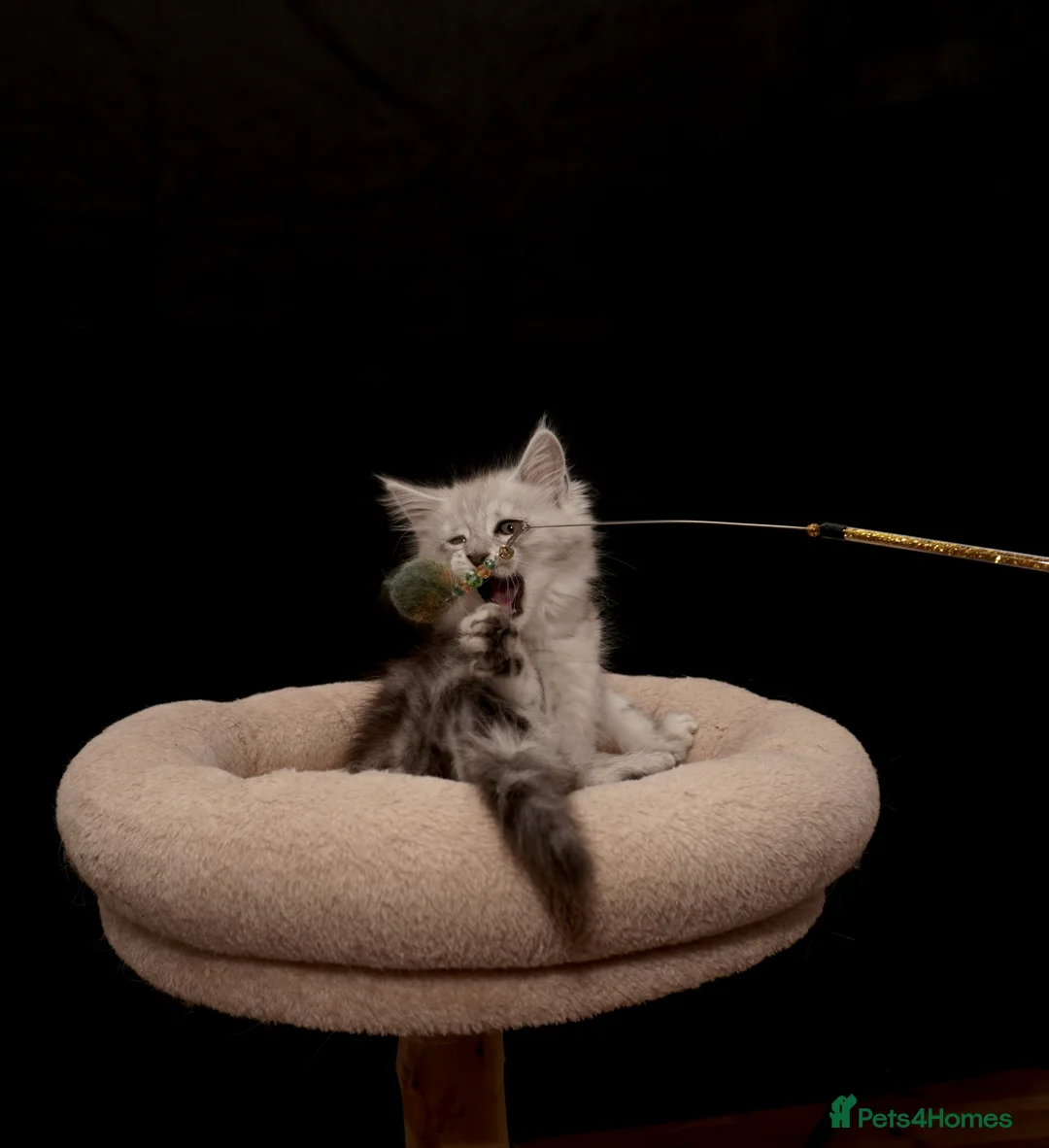 Maine Coon cats for sale: Black Silver classic tabby Mainecoon kittens - Advert 15