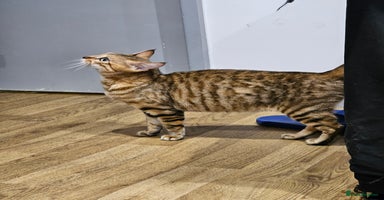Bengal cats - Advert 4