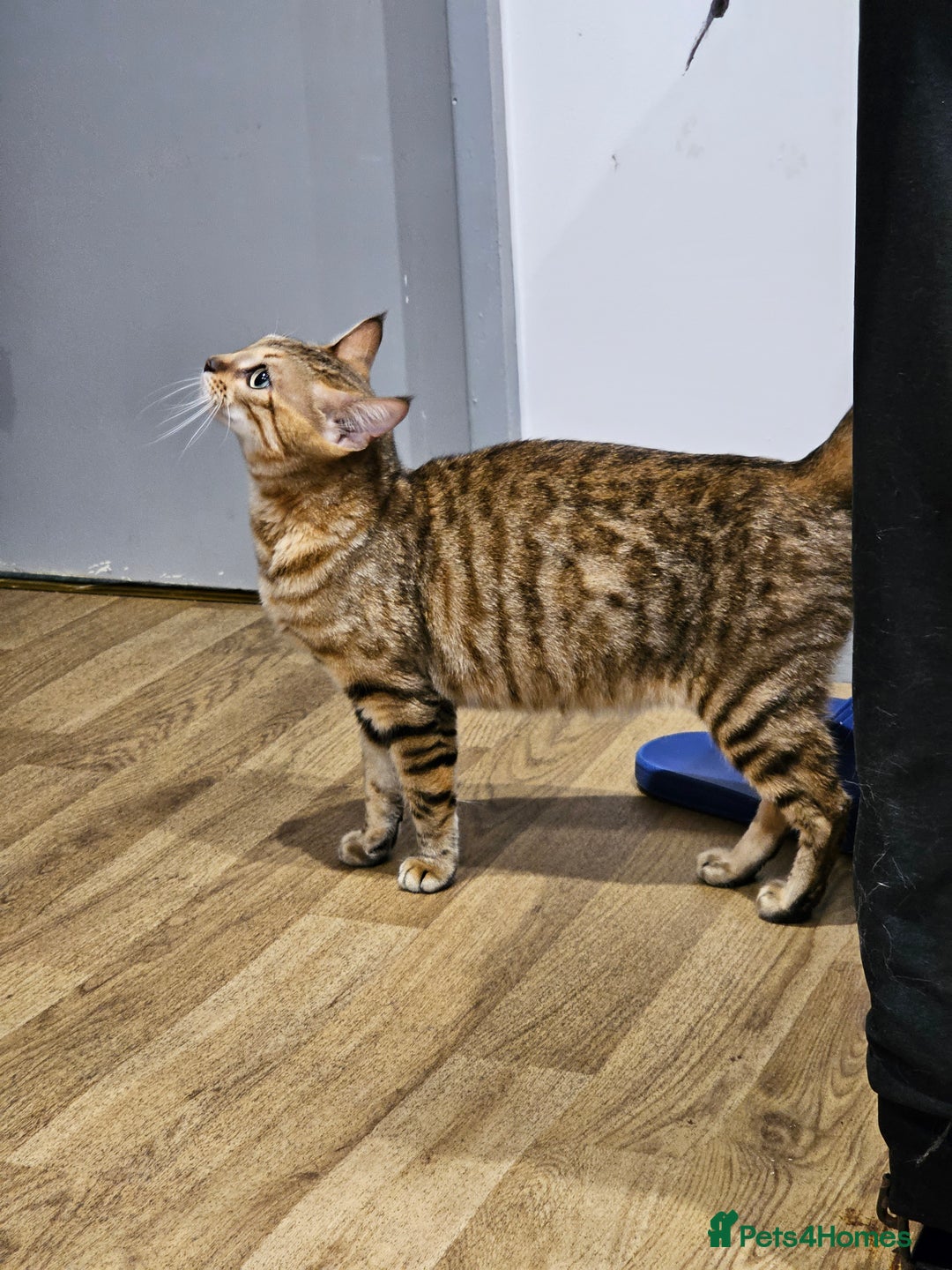 Bengal cats for sale: Beautiful Bengal Female -11 months old!  - Image 3