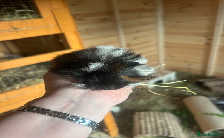 Guinea Pig rodents - Advert 2