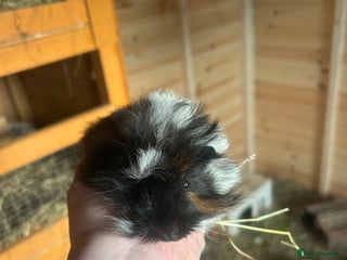 Guinea Pig rodents - Advert 6