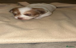 Mixed Breed dogs for sale: Puppies  - Image 2