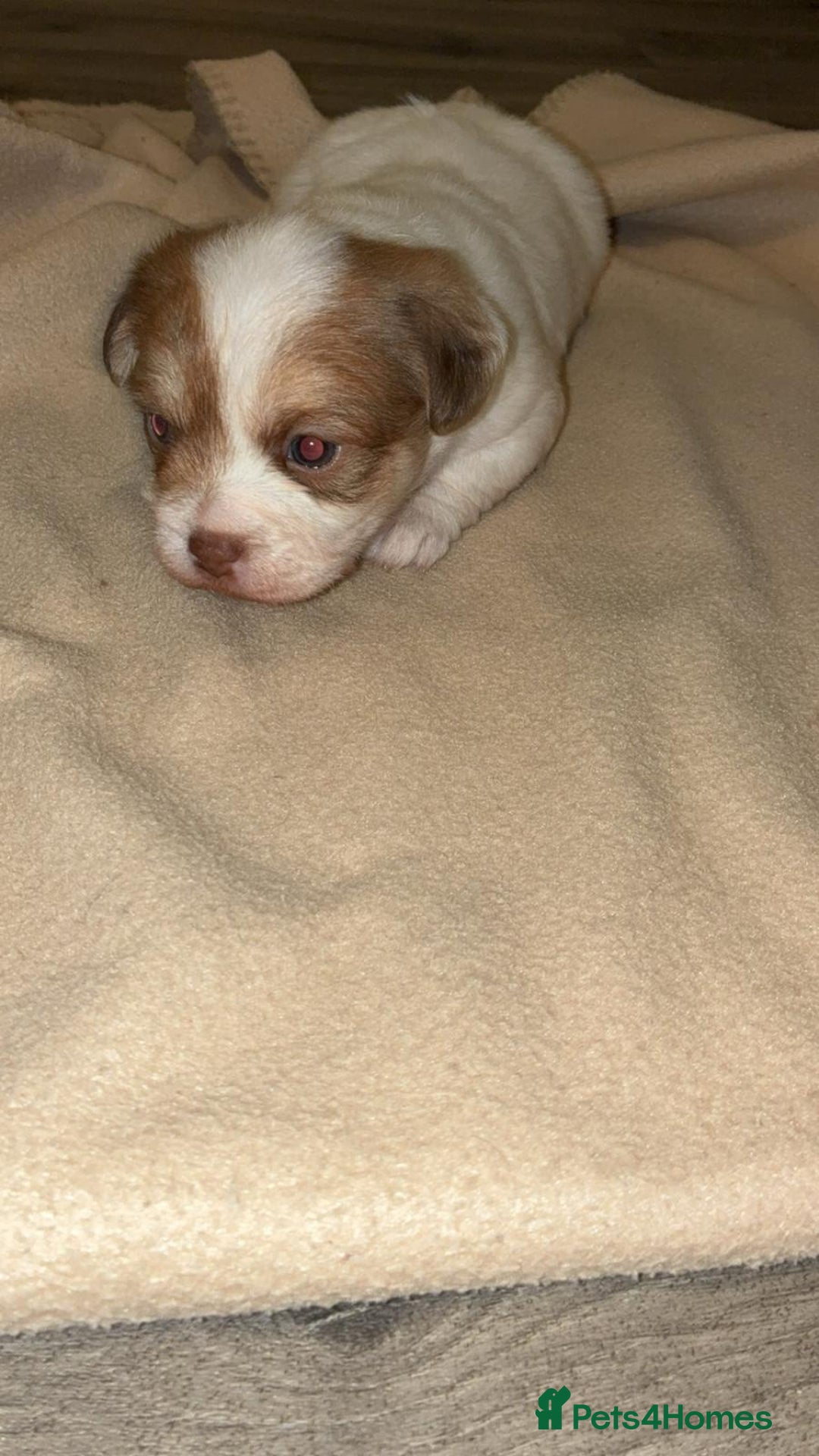Mixed Breed dogs for sale: Puppies  - Image 2