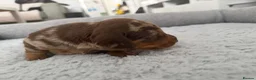 Dachshund dogs for sale: Miniature dachshund puppies - Advert 14