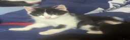 Mixed Breed cats for sale: Kittens  - Advert 17