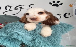 Cocker Spaniel dogs for sale: Beautiful show litter Cockers ready now - Image 10