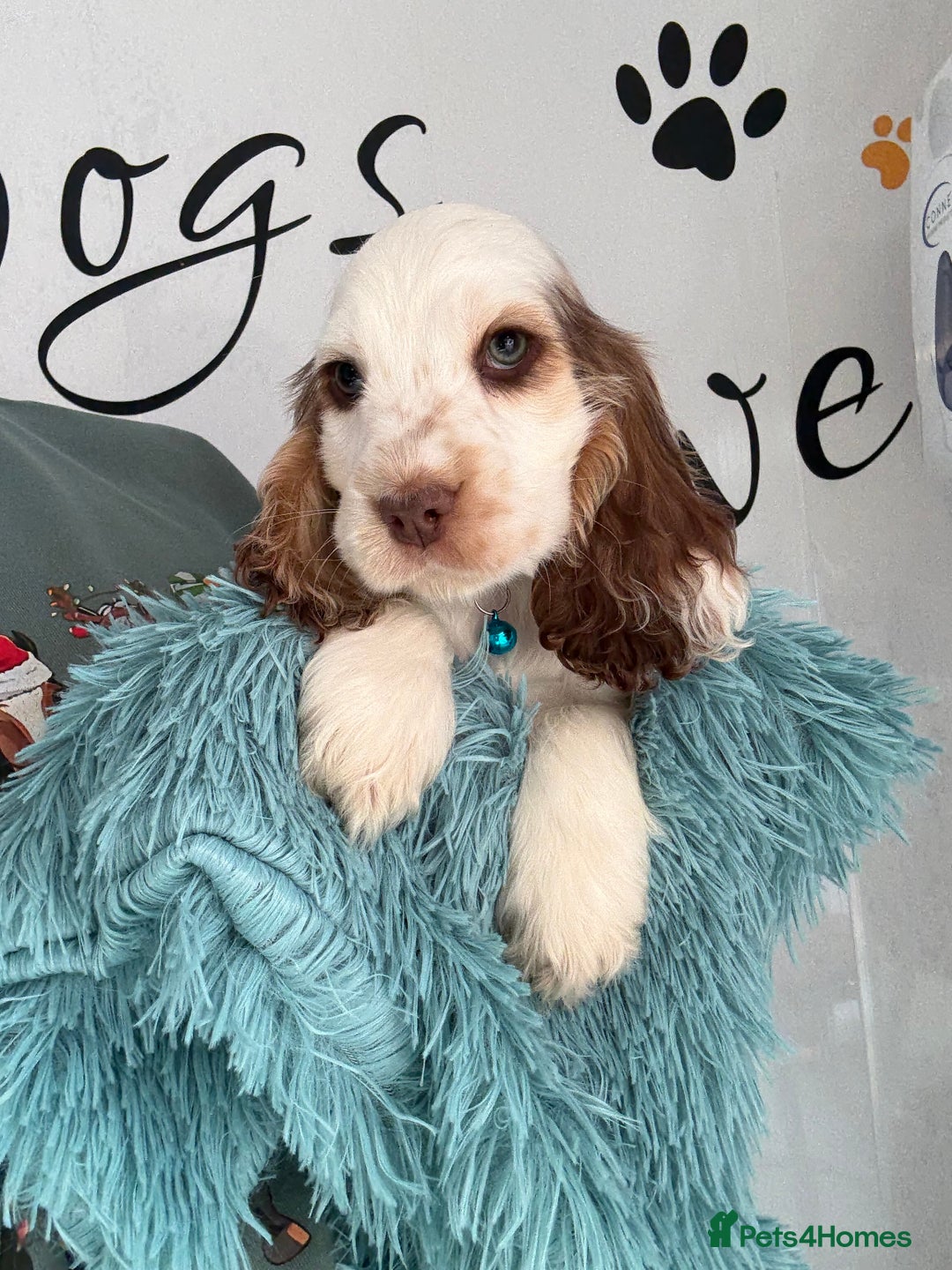 Cocker Spaniel dogs for sale: Beautiful show litter Cockers ready now - Image 10