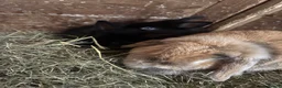 Mini Lion Lop rabbits for sale: Mini lion liops  - Advert 12