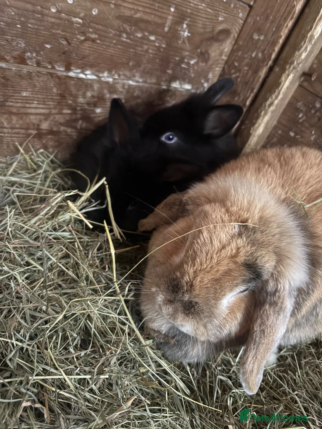 Mini Lion Lop rabbits for sale: Mini lion liops  - Advert 12