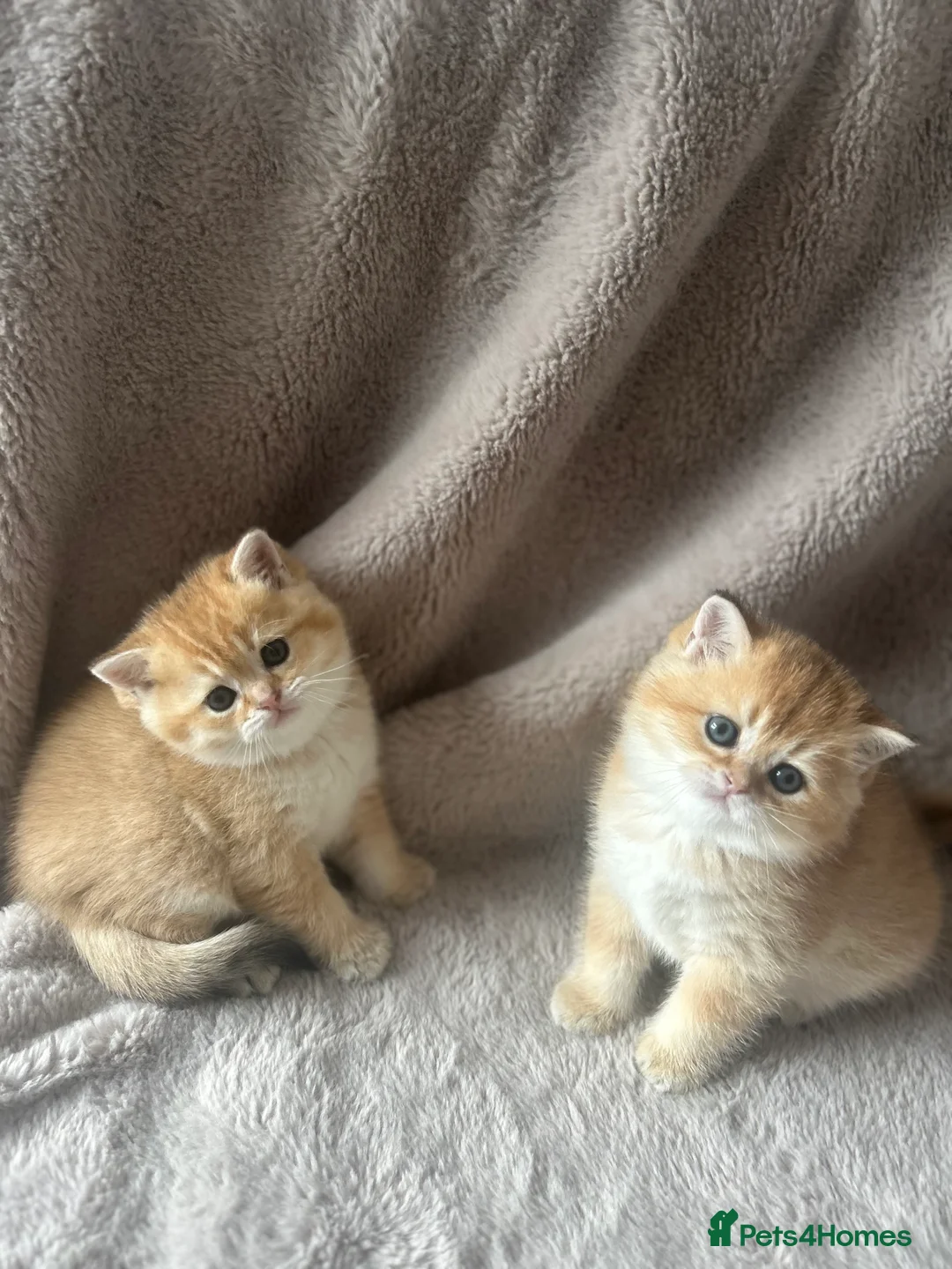 Scottish Fold cats for sale: Beautiful Gold Chinchilla babies  - Advert 36