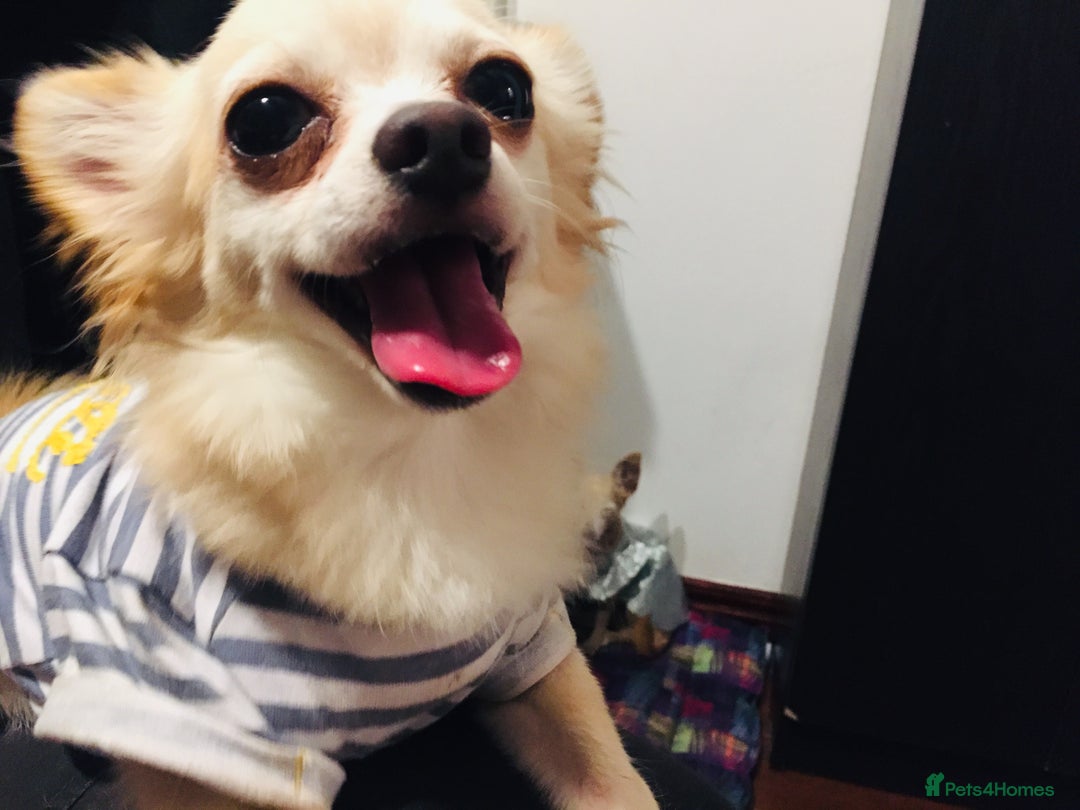 Chihuahua dogs for stud: Luke  - Image 7