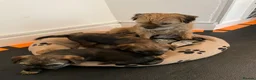Border Terrier dogs for sale: Border Terrier Puppies in Selkirk - Advert 4