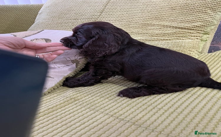 Cocker Spaniel dogs - Advert 9