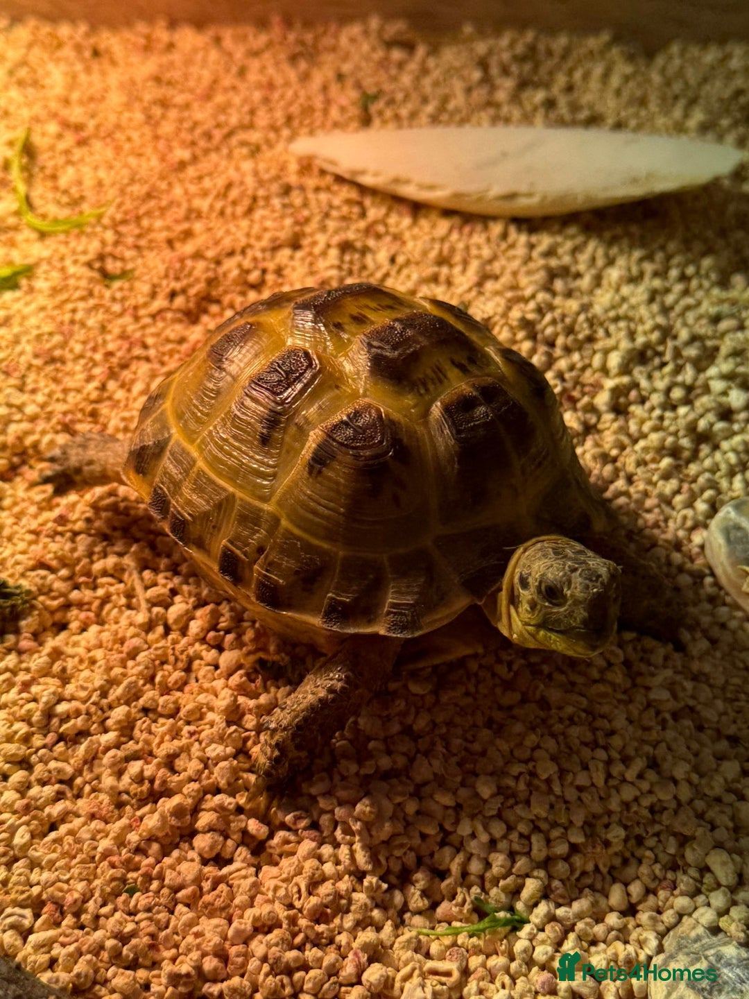 Tortoise reptiles for sale: Horsefield tortoise - Advert 9