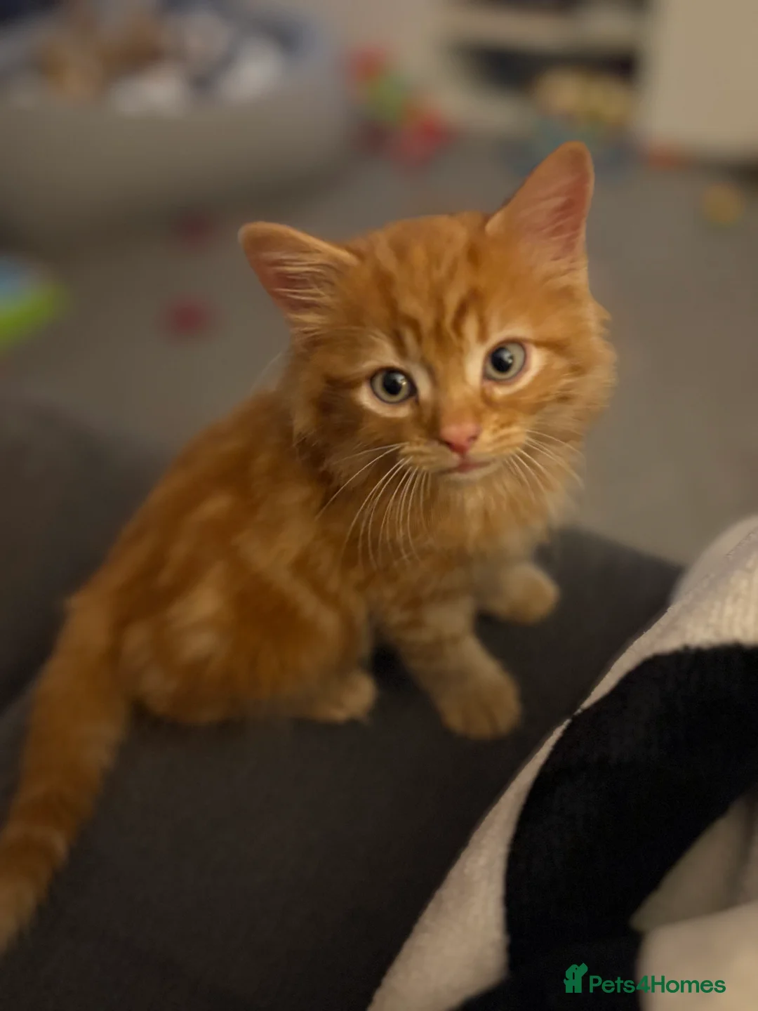 Mixed Breed cats for sale: TWO MALE BROTHERS NEEDING A NEW FAMILY - Advert 12