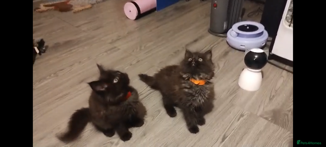 Maine Coon cats for sale: Adorable Maine Coon kittens in Manchester  - Advert 4