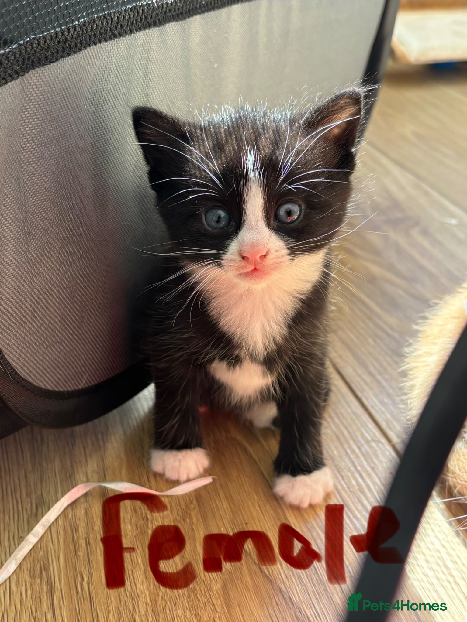 Mixed Breed cats 2 beautiful black kittens one boy one girl - Advert 10