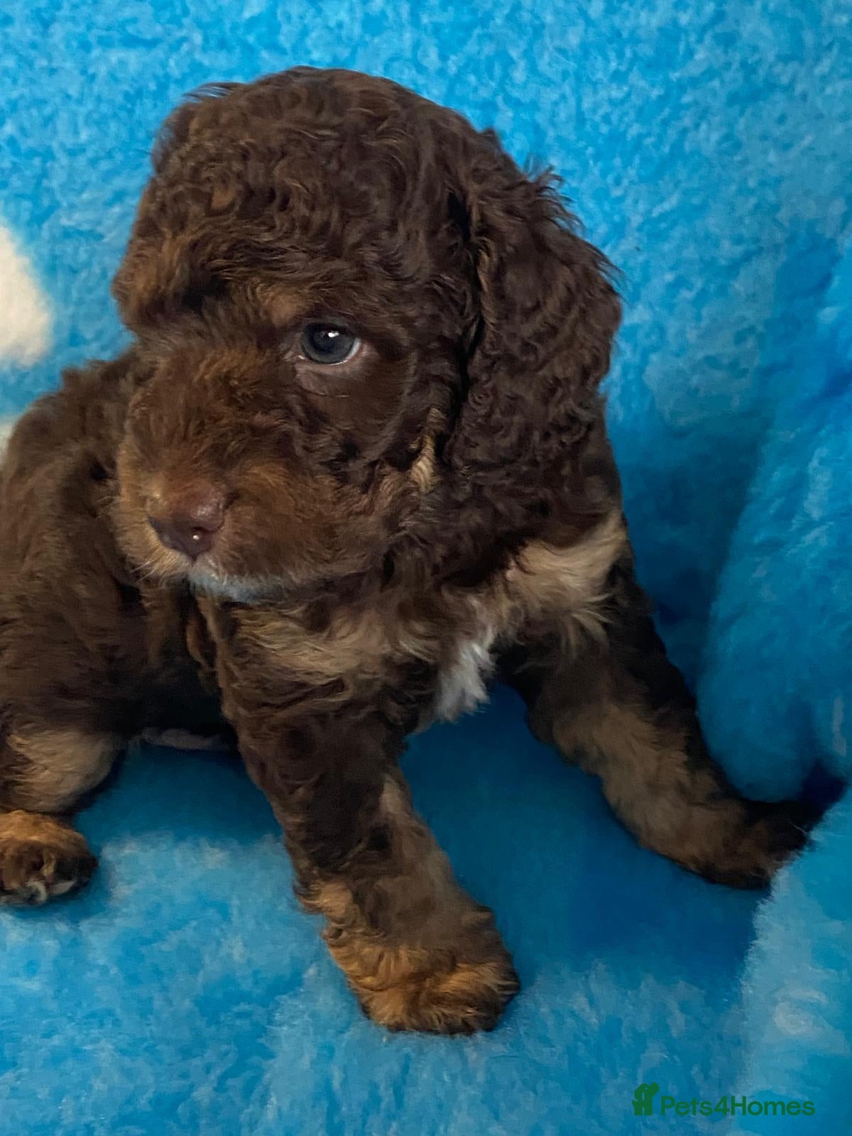Cockapoo dogs Home Raised American Cockapoo Babies  - Advert 2