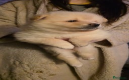 Pomeranian dogs for sale: Pomeranian pups  - Advert 6