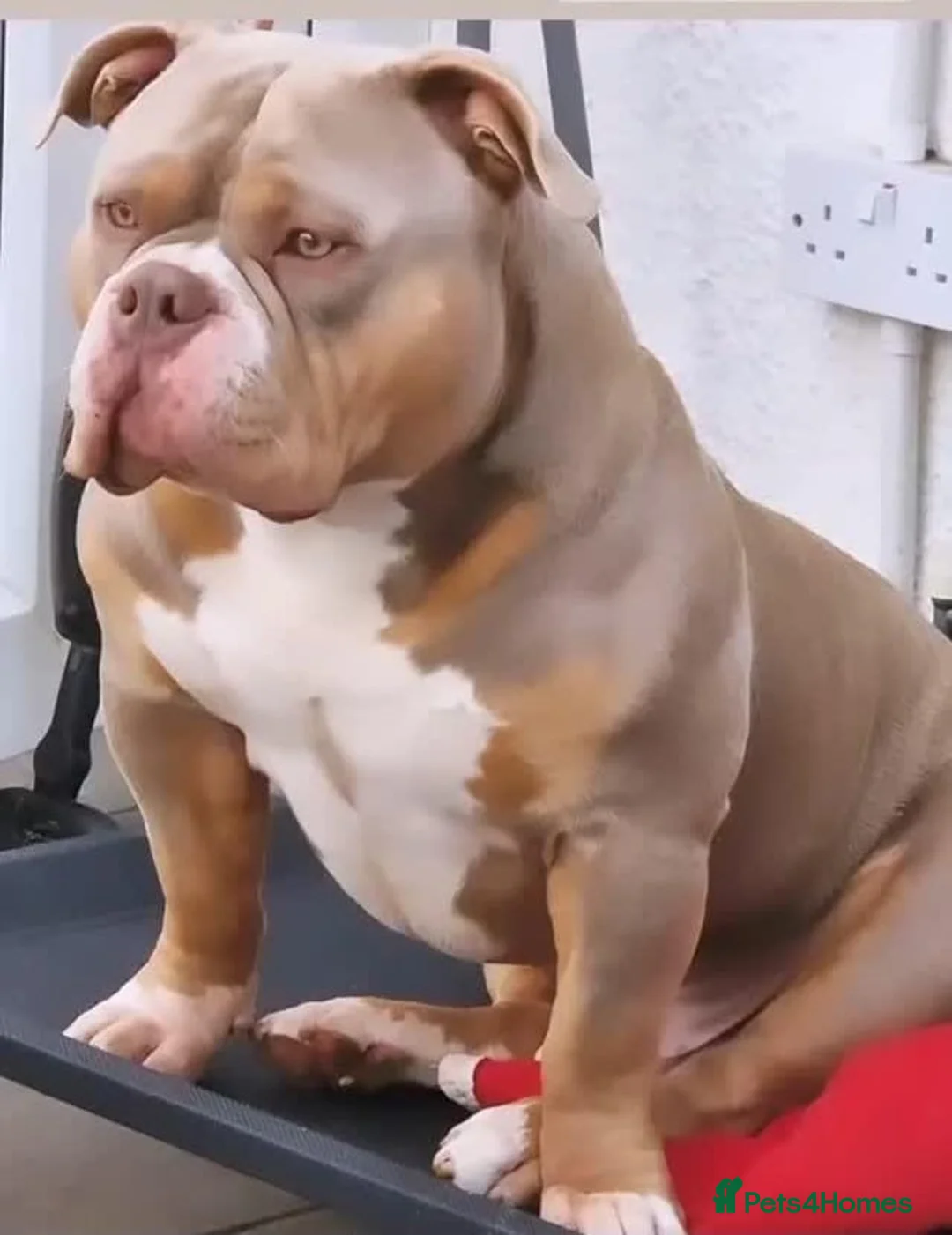 American Bully dogs for stud: American Pocket Bully PROVEN ! in Dartford - Advert 6