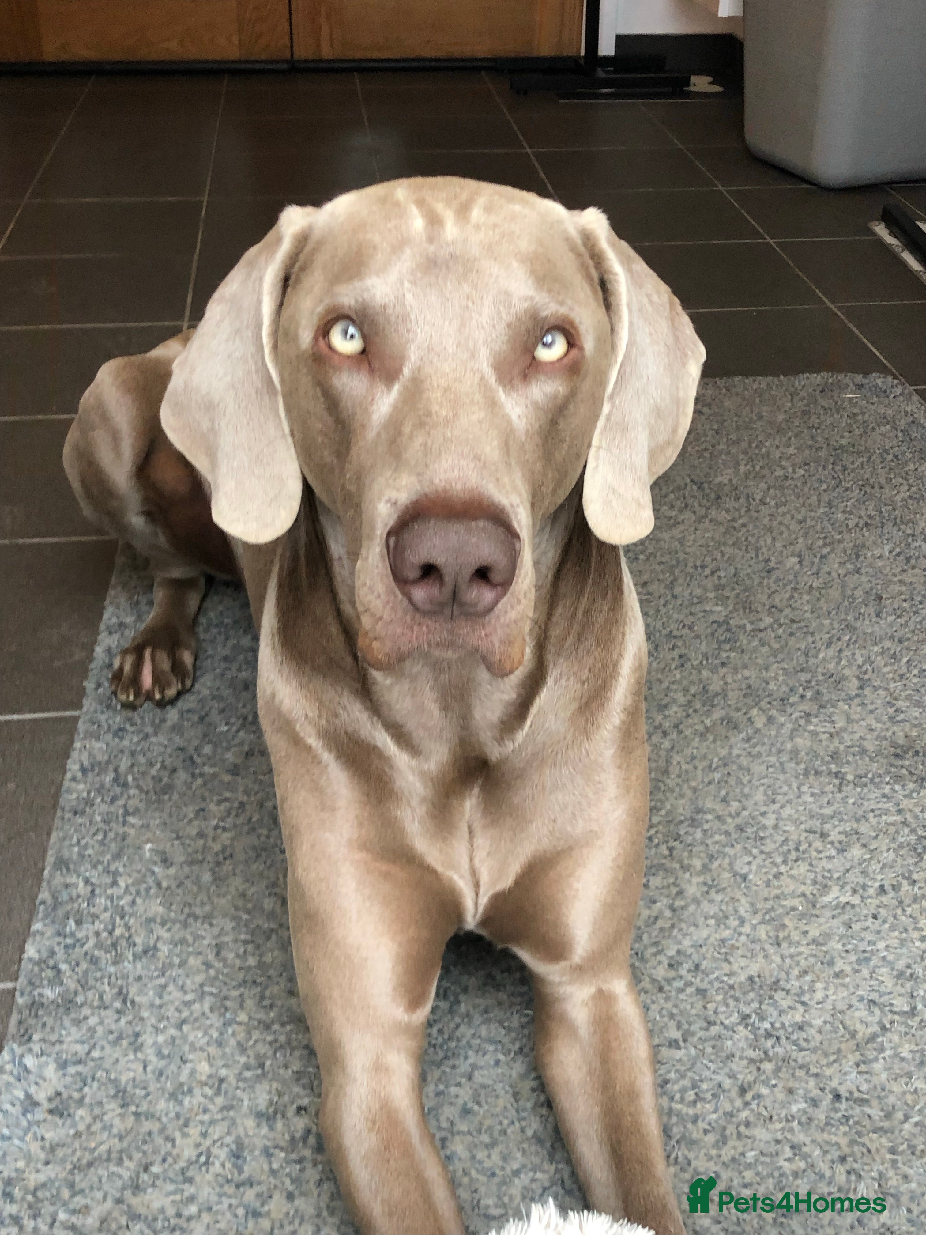 Weimaraner dogs Words of Wisdom in Bedford - Advert 1