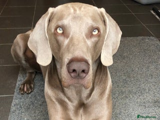 Weimaraner dogs in Bedford - Advert 4