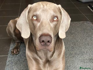 Weimaraner dogs Words of Wisdom in Bedford - Advert 1