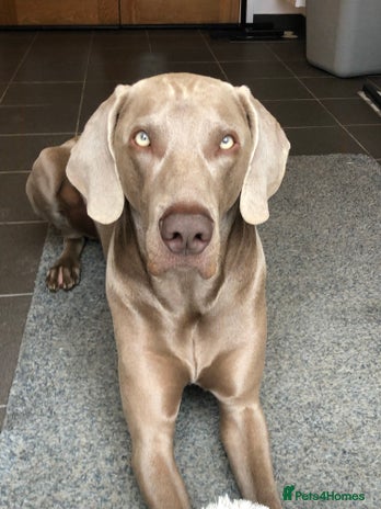Weimaraner dogs in Bedford - Advert 1