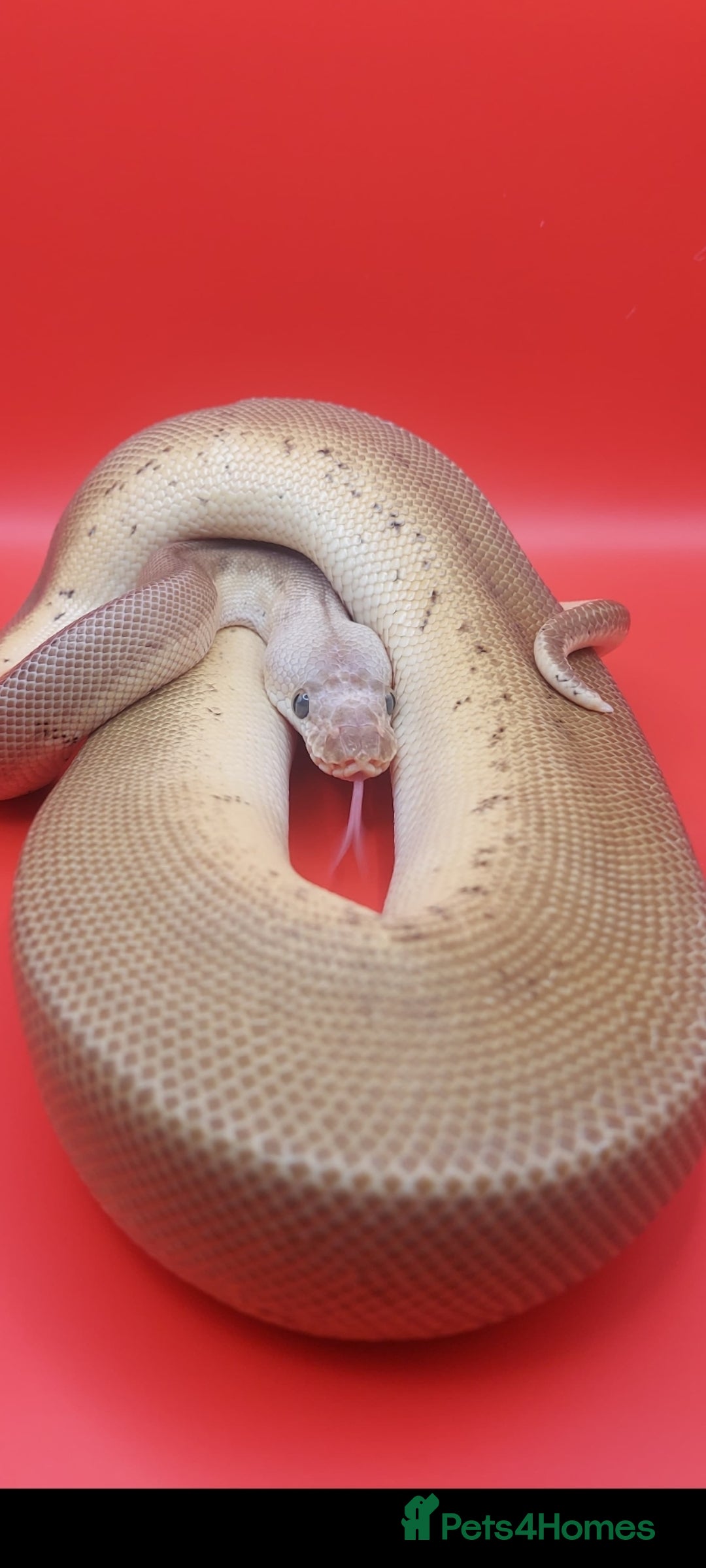 Python Snake reptiles for sale: Male batman clown - Advert 2